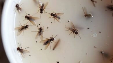 Ajoutez ce mélange à votre cuisine et éliminez les mouches, moustiques et autres insectes.